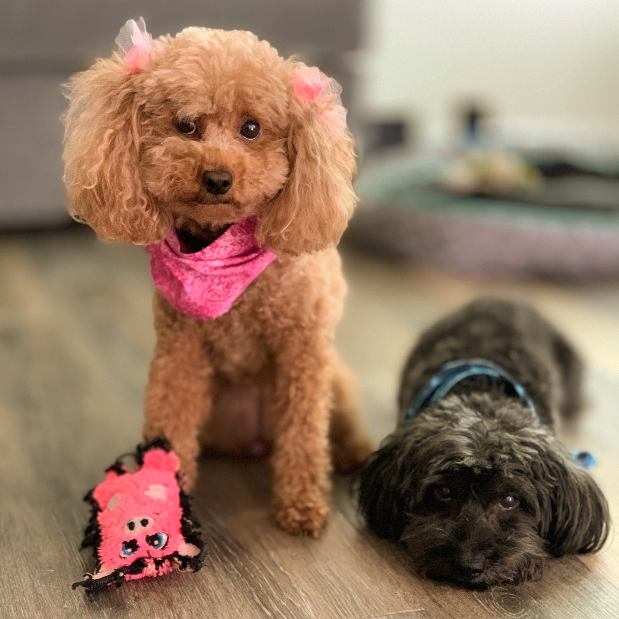 Queen and Ace, the dogs who inspired NurturedPet