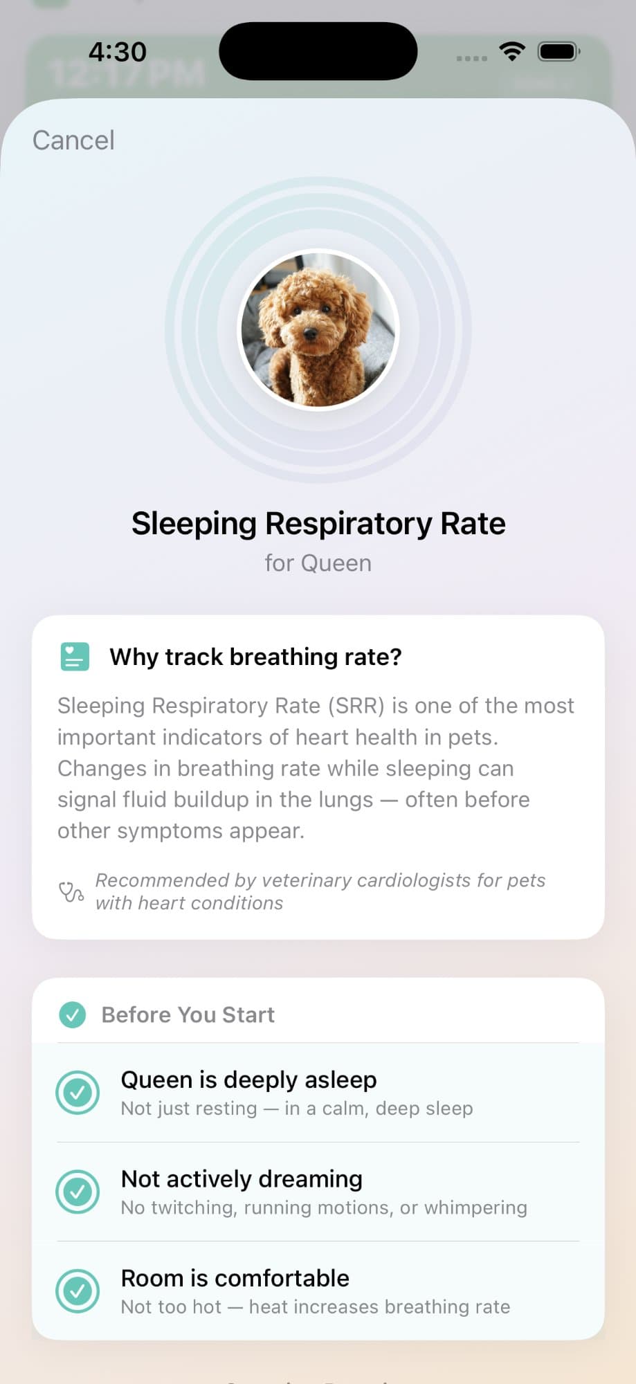 Sleeping Respiratory Rate tracker for Queen, recommended by veterinary cardiologists for pets with heart conditions